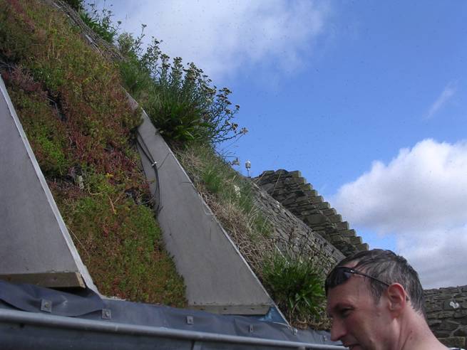 Smailholm roof and ants.JPG