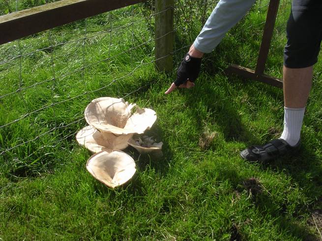 Big Mushrooms.JPG